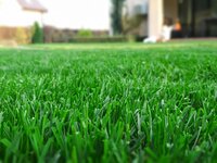 summer-green-lawn.jpg