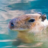 capybarian