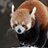 RedPanda