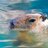 capybarian